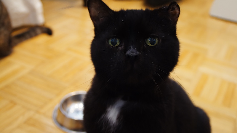 Foto von Kater Jakob, das Gesicht ist schwarf, er schaut in die Kamera, Hintergrund ist unscharf.