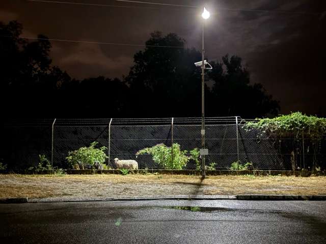 Foto dreier Schafe unter einer Straßenlaterne nachts auf dem Gelände des AKW Zwentendorf