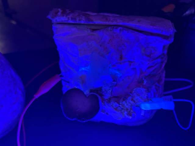 Foto eines Pilz-Myszels im Schwarzlicht