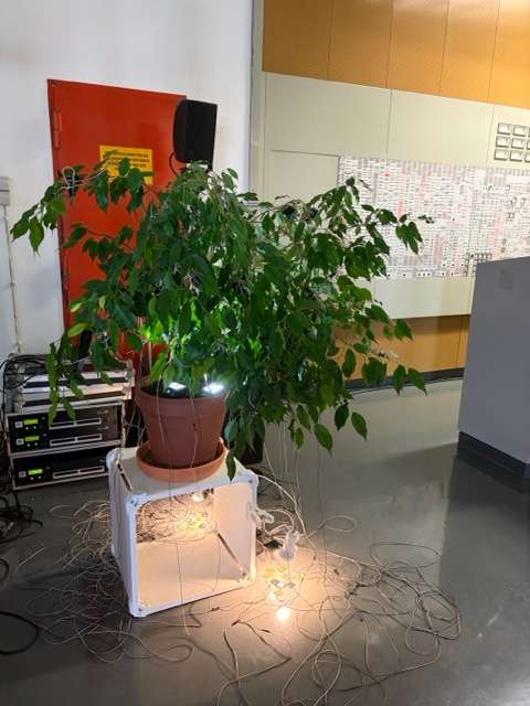 Foto der Installation 'Kleine Motoren – Flora ex Machina', ein Fikus mit solarbetriebenen Vibrationsmotoren von Tamara Wilhelm