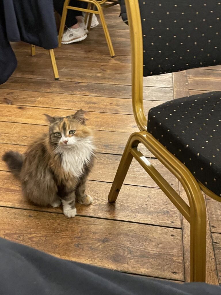 Foto einer braun-weißen Langhaarkatze auf dem Holzboden neben einem leeren gepolsterten Stuhl.