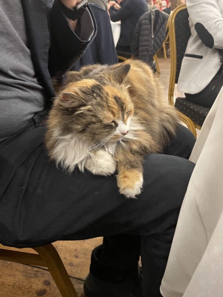 Foto der braun-weißen Langhaarkatze auf dem Schoß einer Person liegend. Sieht sehr zufrieden aus. Wurde auch die ganze Zeit gekrault und hat etwas Nachtisch vom Finger schlecken können.