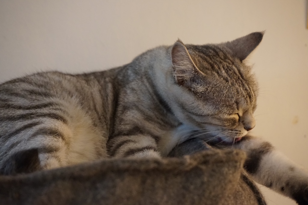 Foto einer sich putzenden, silbergrauen Katze