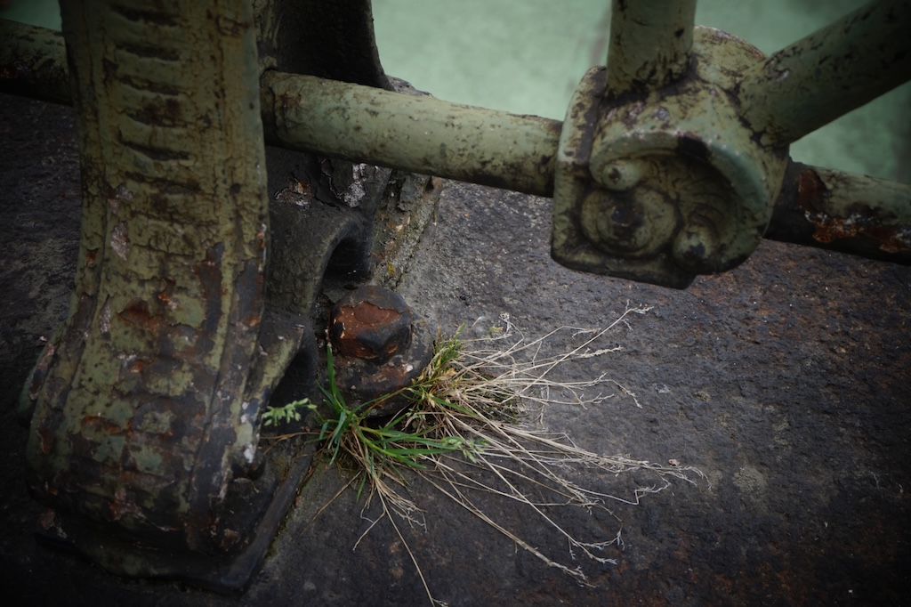 Foto eines Grasbüschels